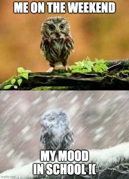 spring winter owl | ME ON THE WEEKEND; MY MOOD IN SCHOOL !( | image tagged in spring winter owl | made w/ Imgflip meme maker
