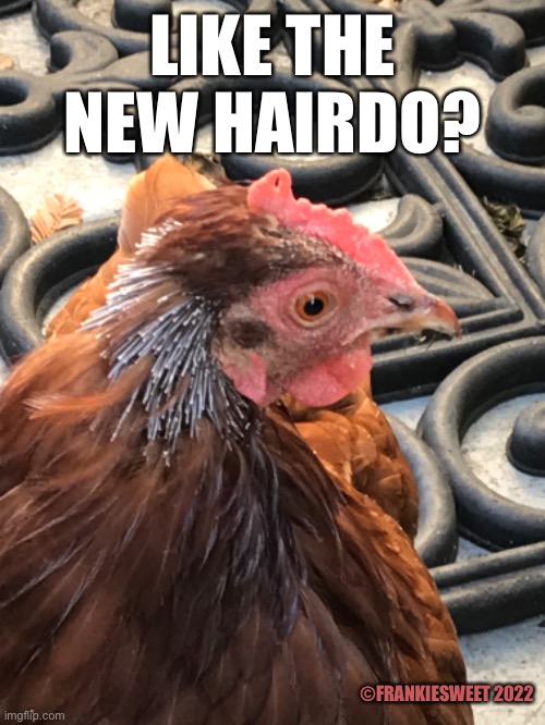 Like the new hairdo? | LIKE THE NEW HAIRDO? ©FRANKIESWEET 2022 | image tagged in hairdo,hairstyle,haircut,feathered friends,chicken,pets | made w/ Imgflip meme maker