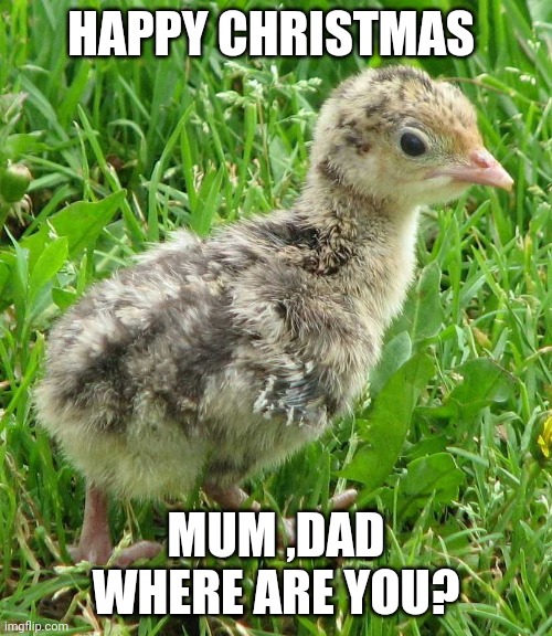 Can't find mum and dad |  HAPPY CHRISTMAS; MUM ,DAD WHERE ARE YOU? | image tagged in lost turkey,roasted turkey,turkey,lost,christmas memes | made w/ Imgflip meme maker