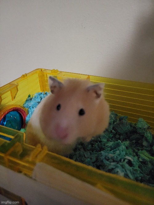 My weird hamster lol | made w/ Imgflip meme maker