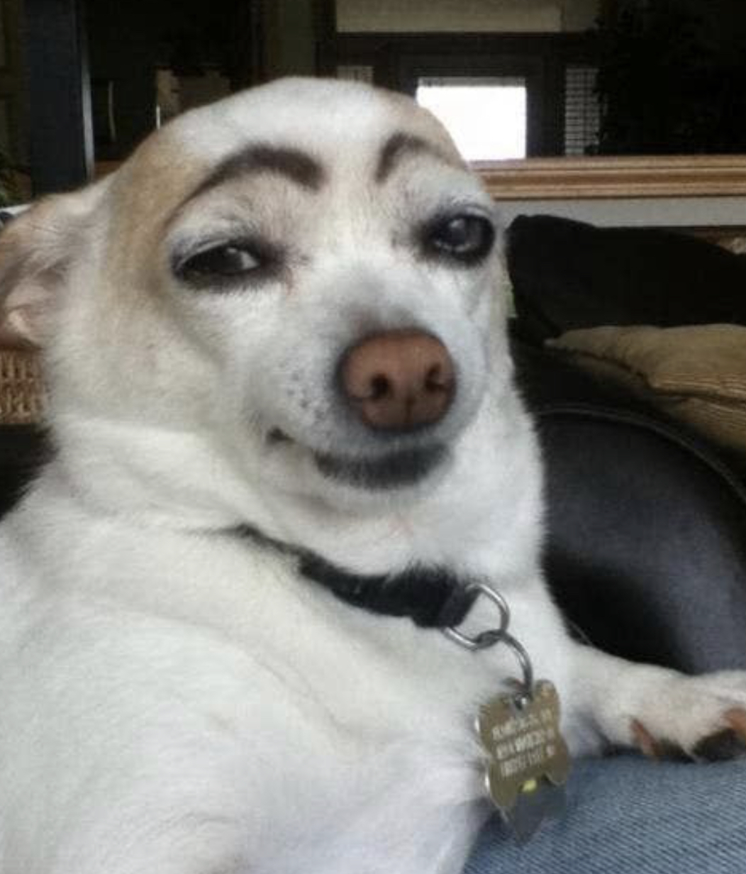 High Quality Eyebrow Dog Blank Meme Template