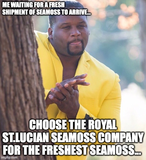 Waiting on a fresh shipment of seamoss.. | ME WAITING FOR A FRESH SHIPMENT OF SEAMOSS TO ARRIVE... CHOOSE THE ROYAL ST.LUCIAN SEAMOSS COMPANY FOR THE FRESHEST SEAMOSS... | image tagged in black guy hiding behind tree | made w/ Imgflip meme maker