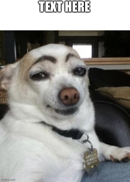 Eyebrow Dog | TEXT HERE | image tagged in eyebrow dog | made w/ Imgflip meme maker