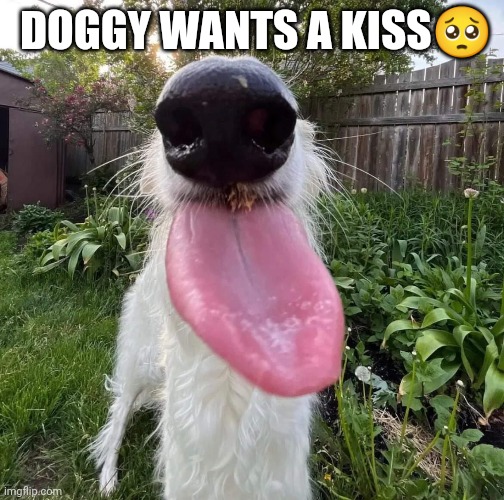It asks for nothing more ಥಒ್ಲಥ  | DOGGY WANTS A KISS🥺 | image tagged in doge,doggo,memes,funny | made w/ Imgflip meme maker