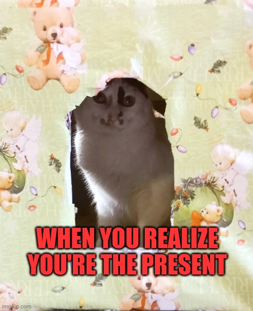 Presents | WHEN YOU REALIZE YOU'RE THE PRESENT | image tagged in cats and dogs | made w/ Imgflip meme maker