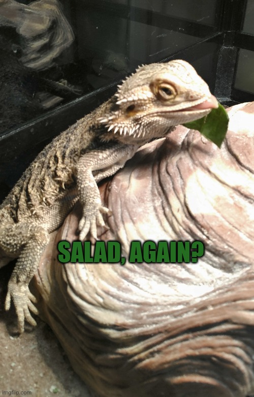 Salad Again? | SALAD, AGAIN? | image tagged in salad,eating healthy | made w/ Imgflip meme maker