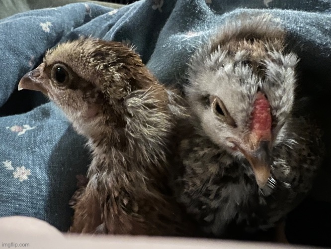 They need names… // male on the right, female on the left | image tagged in chickens make great pets | made w/ Imgflip meme maker