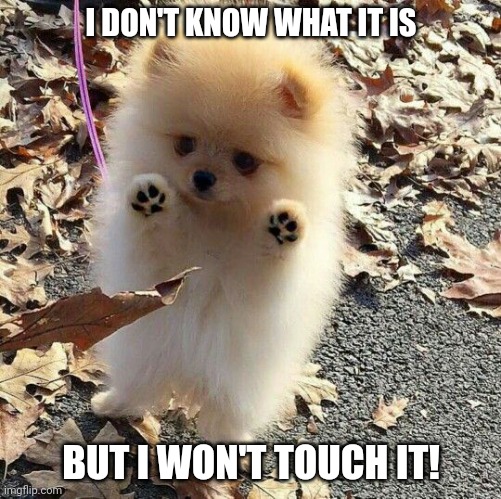 pomeranian puppy | I DON'T KNOW WHAT IT IS; BUT I WON'T TOUCH IT! | image tagged in pomeranian puppy | made w/ Imgflip meme maker