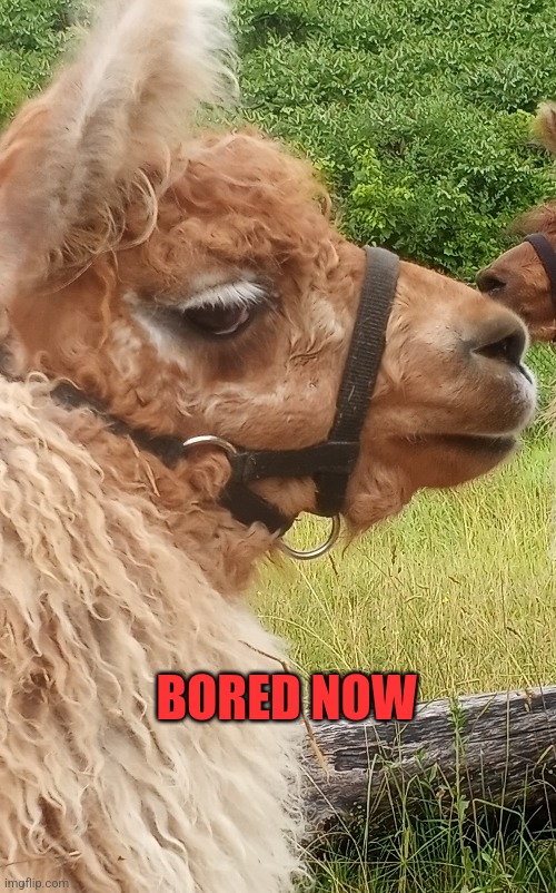 Bored, Now | BORED NOW | image tagged in boring | made w/ Imgflip meme maker