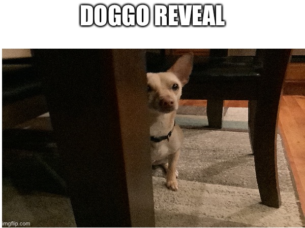 Dog reveal | DOGGO REVEAL | made w/ Imgflip meme maker