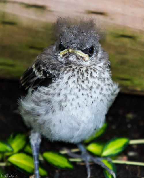 Grumpy Bird | image tagged in grumpy bird | made w/ Imgflip meme maker
