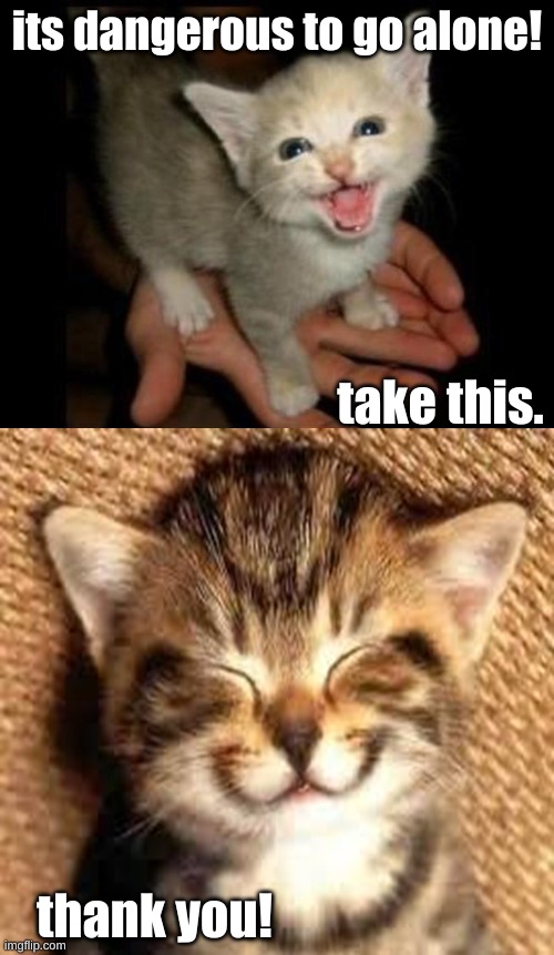 take the cat | its dangerous to go alone! take this. thank you! | image tagged in cat,cats,cute cat | made w/ Imgflip meme maker