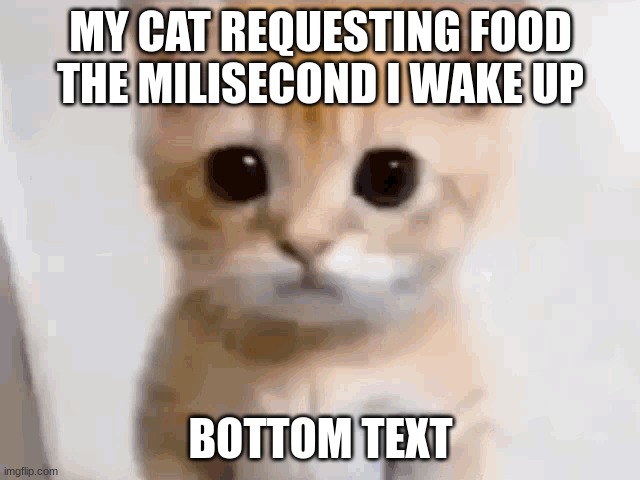 EL GATO | MY CAT REQUESTING FOOD THE MILISECOND I WAKE UP; BOTTOM TEXT | image tagged in el gato | made w/ Imgflip meme maker