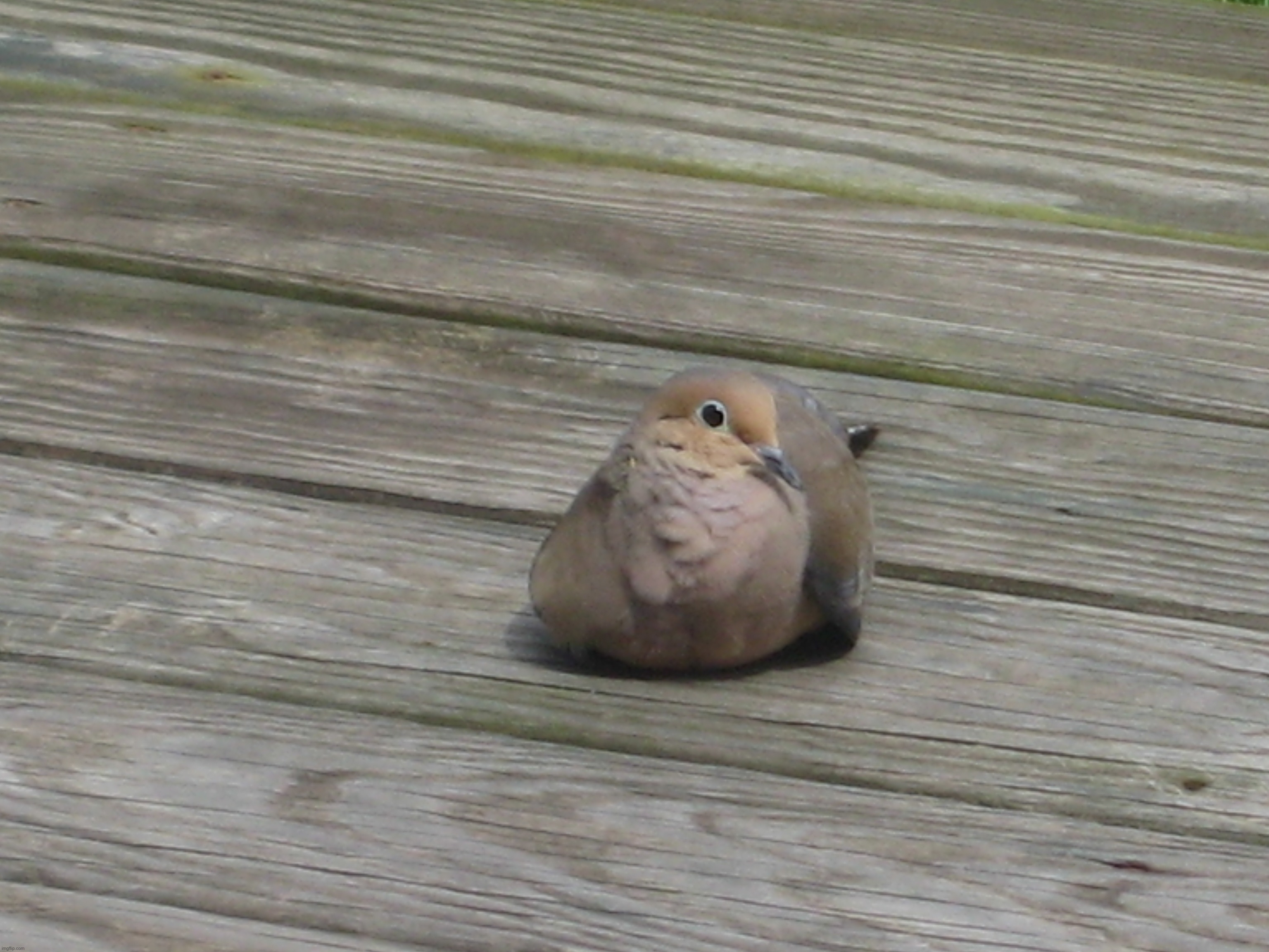 Mourning Dove | image tagged in share your own photos | made w/ Imgflip meme maker