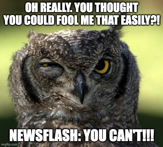 WTF Owl | OH REALLY. YOU THOUGHT YOU COULD FOOL ME THAT EASILY?! NEWSFLASH: YOU CAN'T!!! | image tagged in wtf owl | made w/ Imgflip meme maker