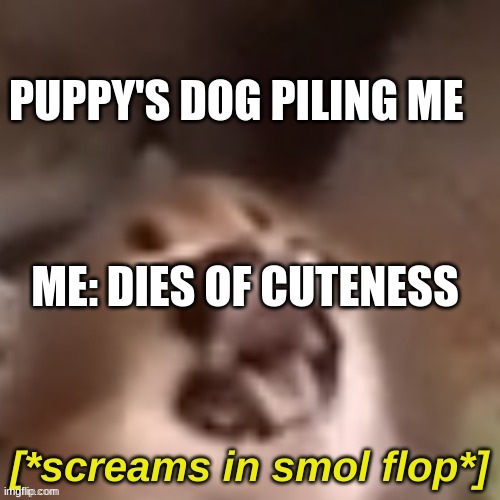 puppy's | PUPPY'S DOG PILING ME; ME: DIES OF CUTENESS | image tagged in screams in smol flop,dog memes | made w/ Imgflip meme maker