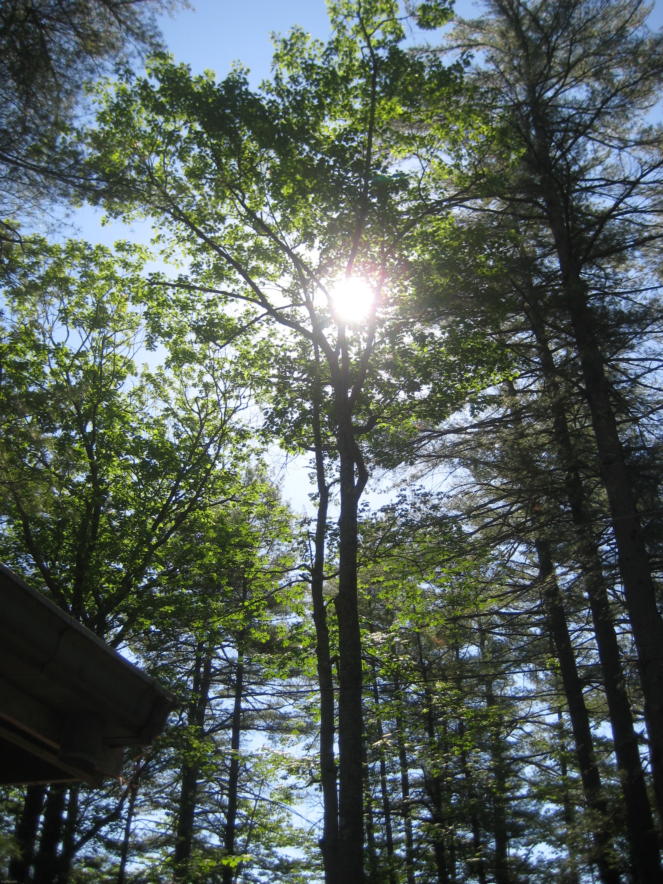 Sun through the trees | image tagged in share your own photos | made w/ Imgflip meme maker