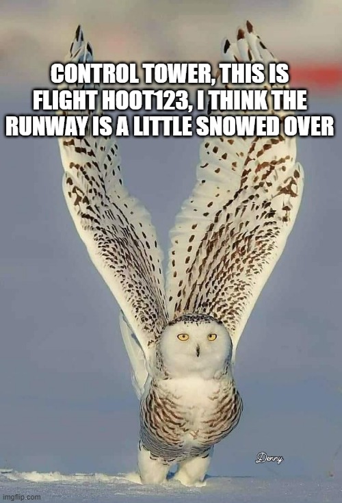 Owl airport in Winter | CONTROL TOWER, THIS IS FLIGHT HOOT123, I THINK THE RUNWAY IS A LITTLE SNOWED OVER | image tagged in snow,landing,runway | made w/ Imgflip meme maker