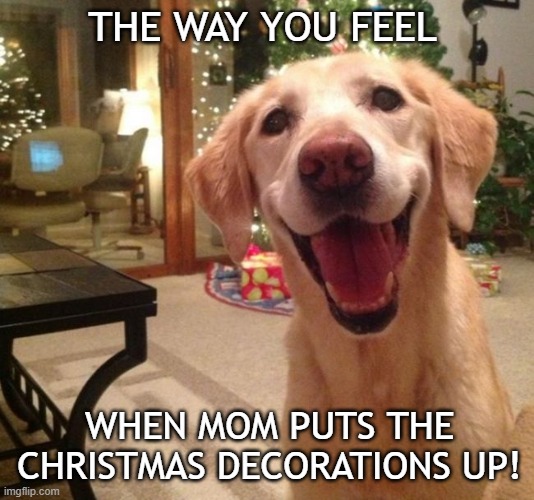 Christmas Decorations! | THE WAY YOU FEEL; WHEN MOM PUTS THE CHRISTMAS DECORATIONS UP! | image tagged in dogs,christmas,pets,meme,cute dog,cute | made w/ Imgflip meme maker