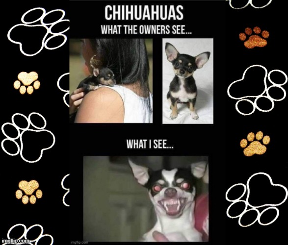 chihuahuas | image tagged in mad dog | made w/ Imgflip meme maker