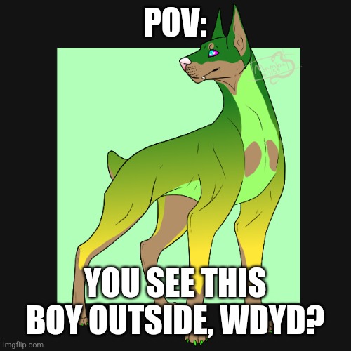 This is toxic, a doberman that were in contact with some chemicals. | POV:; YOU SEE THIS BOY OUTSIDE, WDYD? | made w/ Imgflip meme maker