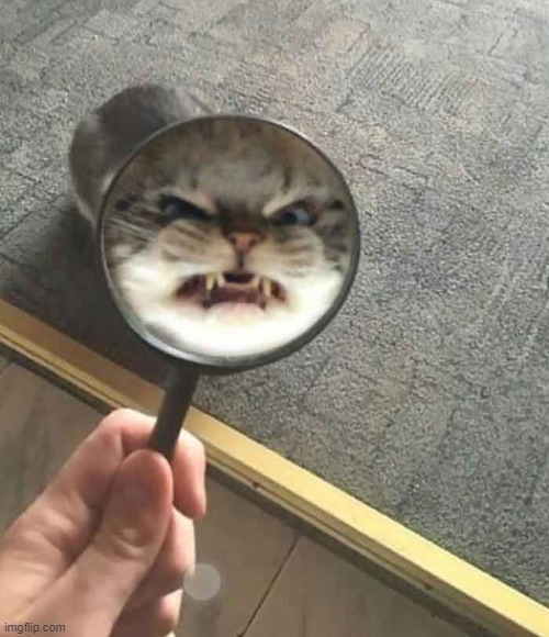 fight me or die! (by madelynmuston) | image tagged in fight me or die by madelynmuston | made w/ Imgflip meme maker