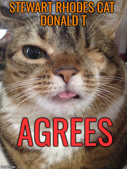 issue with one eye menu | STEWART RHODES CAT 
DONALD T AGREES | image tagged in issue with one eye menu | made w/ Imgflip meme maker