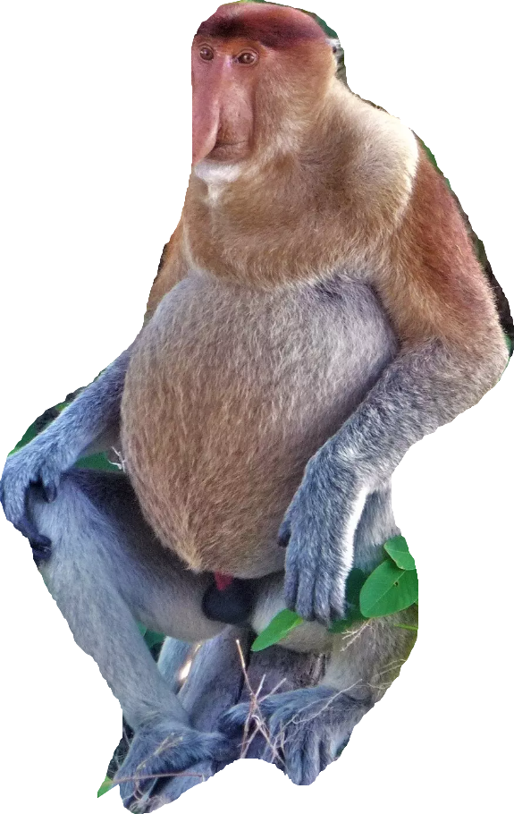 Proboscis monkey Blank Meme Template