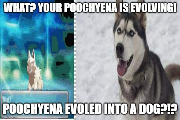 Evolution |  WHAT? YOUR POOCHYENA IS EVOLVING! POOCHYENA EVOLED INTO A DOG?!? | image tagged in bad pun dog | made w/ Imgflip meme maker