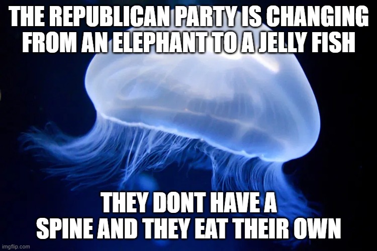 brainless and spineless repugnants new icon | THE REPUBLICAN PARTY IS CHANGING FROM AN ELEPHANT TO A JELLY FISH; THEY DONT HAVE A SPINE AND THEY EAT THEIR OWN | image tagged in jellyfish | made w/ Imgflip meme maker