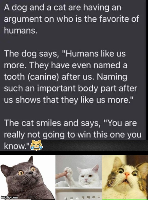 Dogs and Cats | image tagged in fun,funny,dog,cat,imgflip humor,lol | made w/ Imgflip meme maker