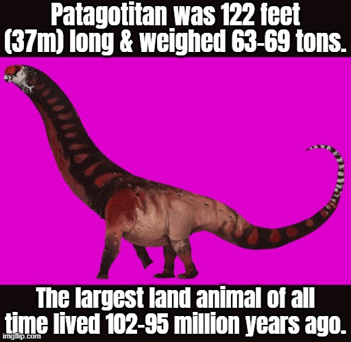 Hard to imagine. | Patagotitan was 122 feet (37m) long & weighed 63-69 tons. The largest land animal of all time lived 102-95 million years ago. | image tagged in patagotitan,animal,ancient,dinosaur | made w/ Imgflip meme maker