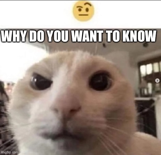 Raised eyebrow cat | WHY DO YOU WANT TO KNOW | image tagged in raised eyebrow cat | made w/ Imgflip meme maker