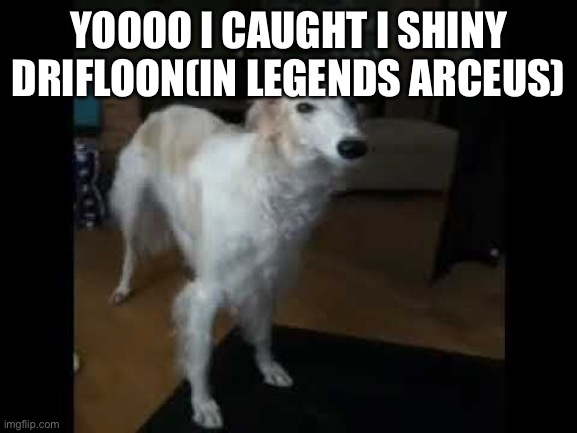 Low quality borzoi dog | YOOOO I CAUGHT I SHINY DRIFLOON(IN LEGENDS ARCEUS) | image tagged in low quality borzoi dog | made w/ Imgflip meme maker