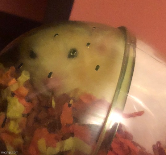 POV: your hamster is plotting your demise | made w/ Imgflip meme maker