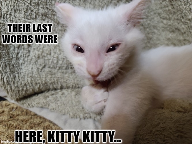 Laughing Kitten | THEIR LAST WORDS WERE; HERE, KITTY KITTY... | image tagged in laughing kitten | made w/ Imgflip meme maker