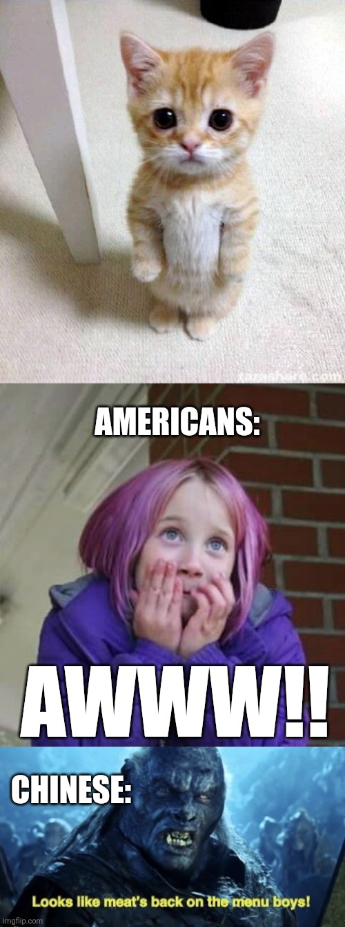 Lol | AMERICANS:; AWWW!! CHINESE: | image tagged in memes,cute cat,so cute,looks like meat s back on the menu boys | made w/ Imgflip meme maker