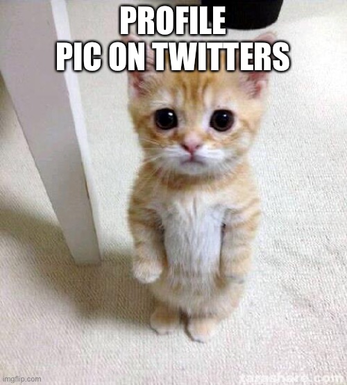 Cute Cat | PROFILE PIC ON TWITTERS | image tagged in memes,cute cat | made w/ Imgflip meme maker