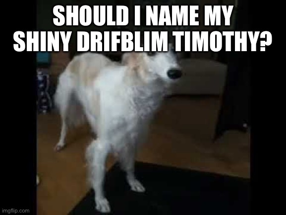 Low quality borzoi dog | SHOULD I NAME MY SHINY DRIFBLIM TIMOTHY? | image tagged in low quality borzoi dog | made w/ Imgflip meme maker