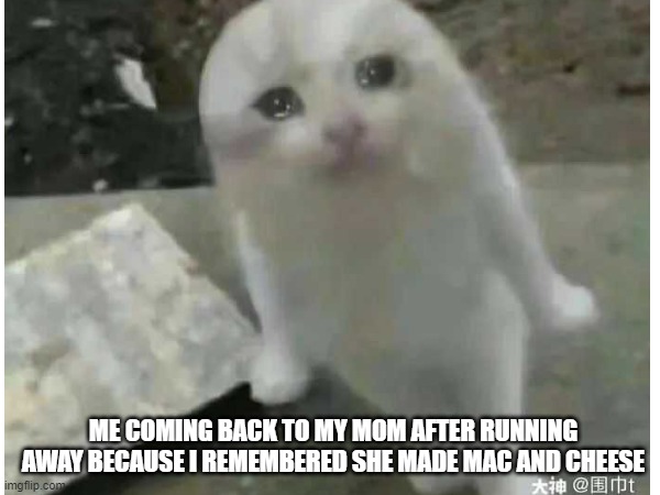 ME COMING BACK TO MY MOM AFTER RUNNING AWAY BECAUSE I REMEMBERED SHE MADE MAC AND CHEESE | image tagged in funny memes,so much drama | made w/ Imgflip meme maker