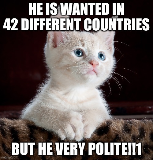 he very polite though!!1 | HE IS WANTED IN 42 DIFFERENT COUNTRIES; BUT HE VERY POLITE!!1 | image tagged in polite cat,polite,cute,wanted,wanted in 42 different countries | made w/ Imgflip meme maker
