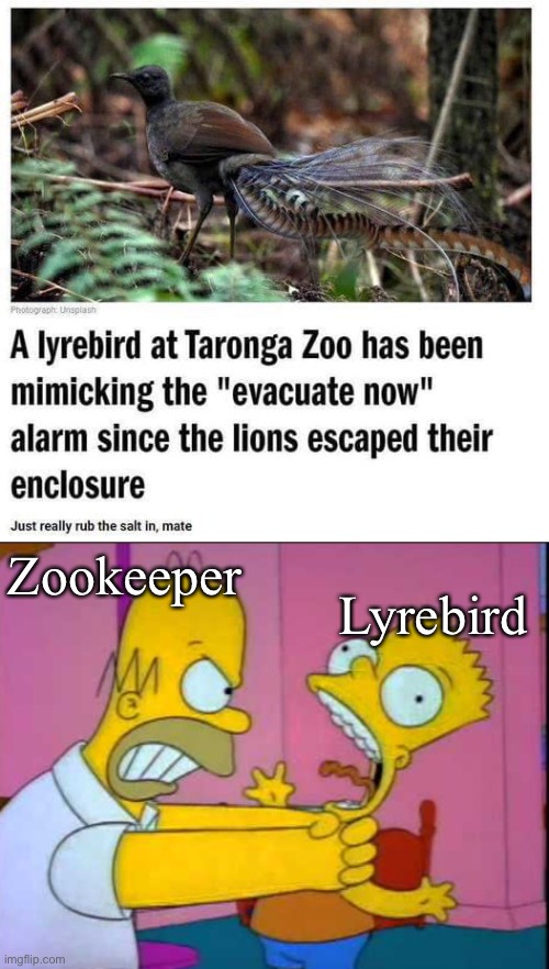 After the lions escaped | Lyrebird; Zookeeper | image tagged in homer strangling bart,zoo,zookeeper,lyrebird,escape,zoo week | made w/ Imgflip meme maker