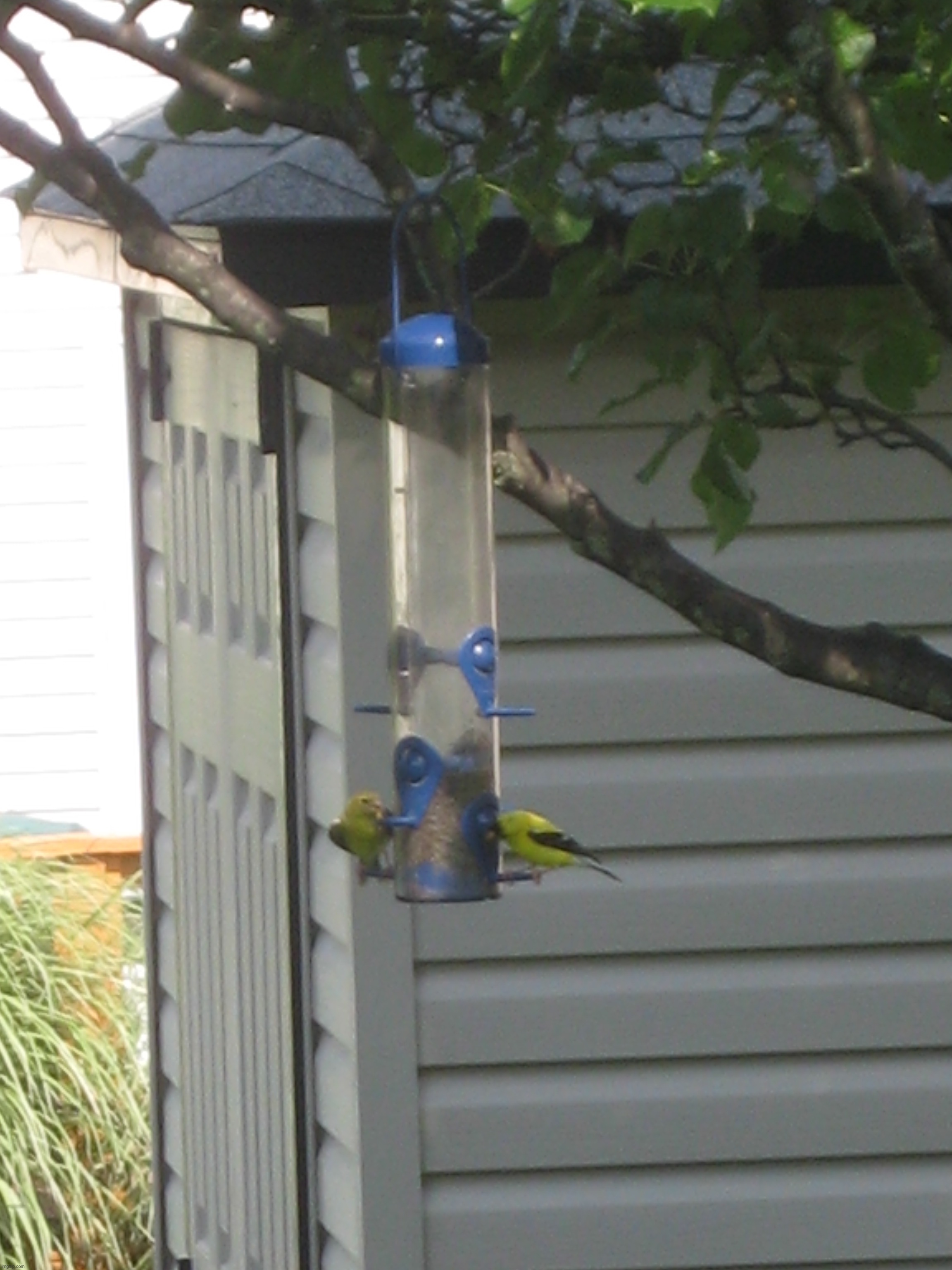 Some goldfinches at a feeder | image tagged in share your own photos | made w/ Imgflip meme maker