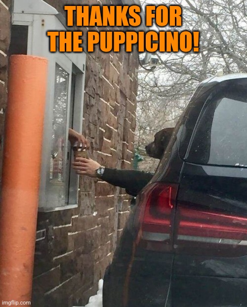 Coffee Canine | THANKS FOR THE PUPPICINO! | image tagged in coffee,dogs,drive thru,driving,dog,perfectly timed photo | made w/ Imgflip meme maker