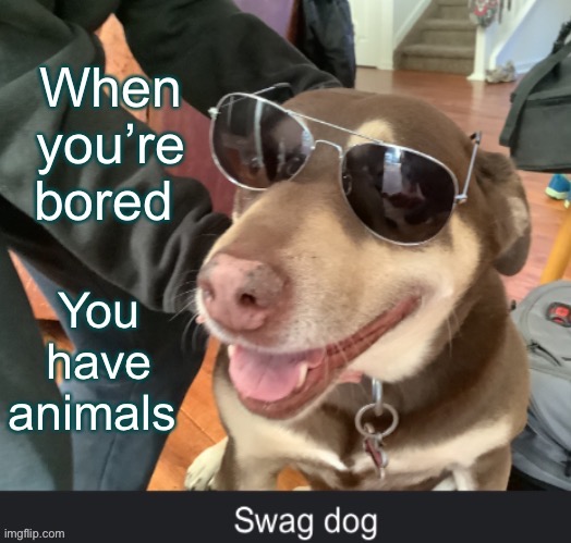 Swag dog ! | image tagged in cool | made w/ Imgflip meme maker