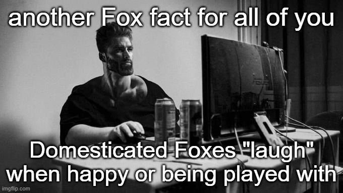 Gigachad On The Computer |  another Fox fact for all of you; Domesticated Foxes "laugh" when happy or being played with | image tagged in gigachad on the computer | made w/ Imgflip meme maker