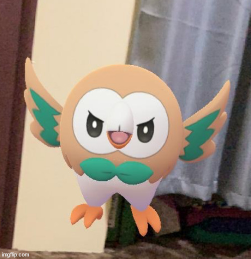 Angry Rowlet | image tagged in angry rowlet | made w/ Imgflip meme maker