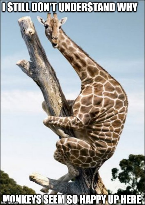 giraffe climbing a tree | I STILL DON'T UNDERSTAND WHY; MONKEYS SEEM SO HAPPY UP HERE | image tagged in giraffe climbing a tree | made w/ Imgflip meme maker