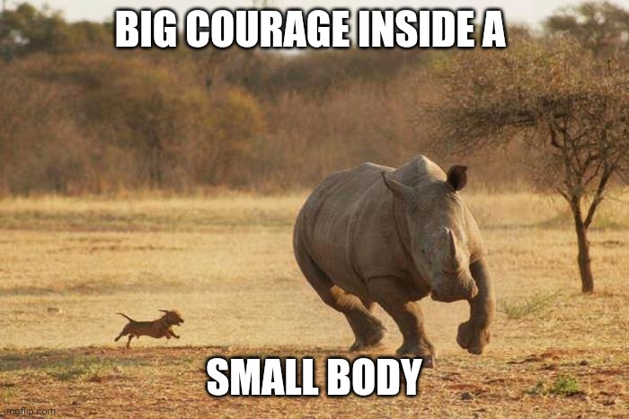 animals | BIG COURAGE INSIDE A; SMALL BODY | image tagged in animals | made w/ Imgflip meme maker