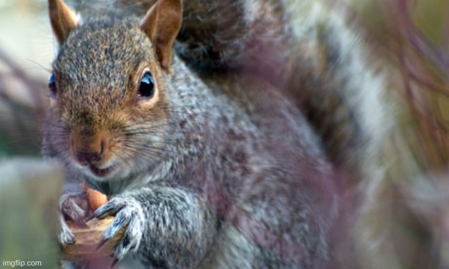 Squirrel with nut | image tagged in squirrel with nut | made w/ Imgflip meme maker